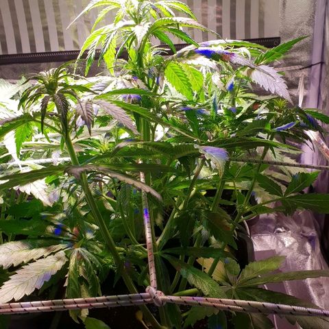 Master Kush Automatic #1 growlog timeline photo