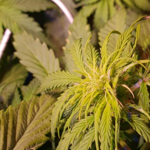 Super skunk #2 growlog timeline photo