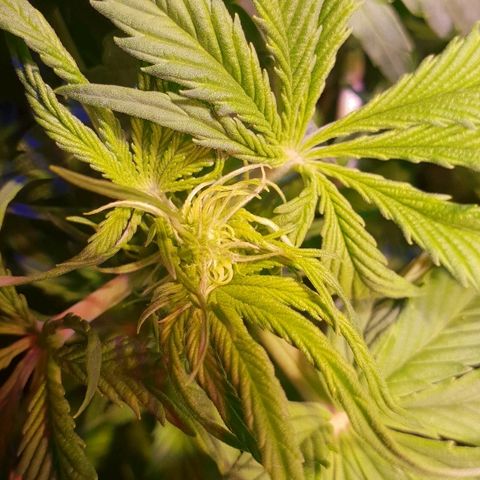 Super skunk #2 growlog timeline photo