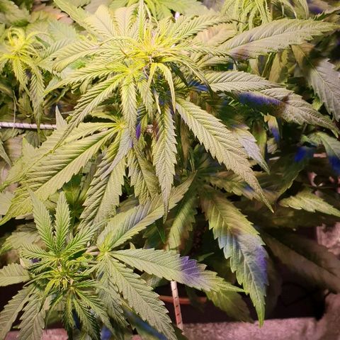 Master Kush Automatic #1 growlog timeline photo