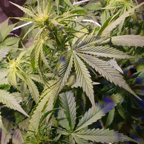 Master Kush Automatic #1 growlog timeline photo
