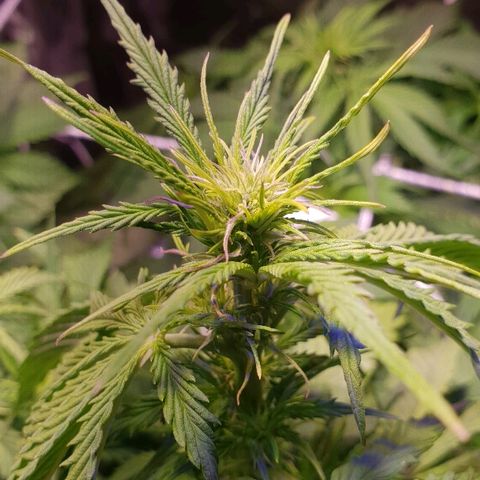 Master Kush Automatic #1 growlog timeline photo