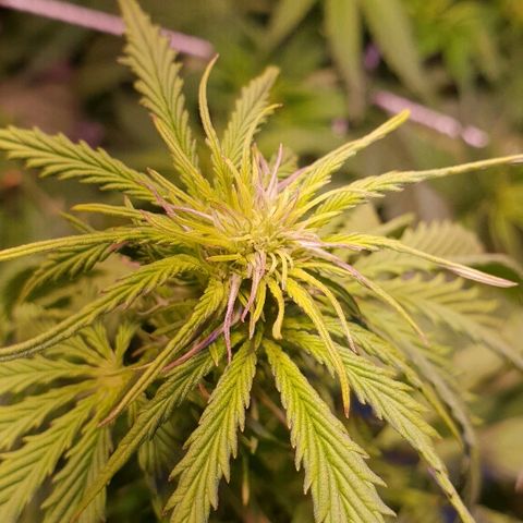 Master Kush Automatic #1 growlog timeline photo