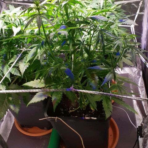 Master Kush Automatic #1 growlog timeline photo