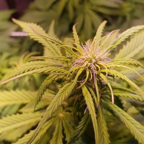 Master Kush Automatic #1 growlog timeline photo