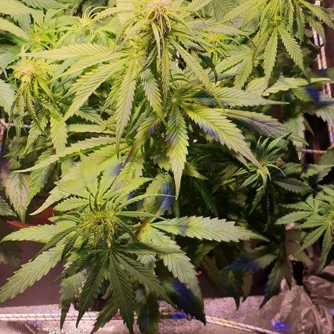 Master Kush Automatic #1 growlog timeline photo