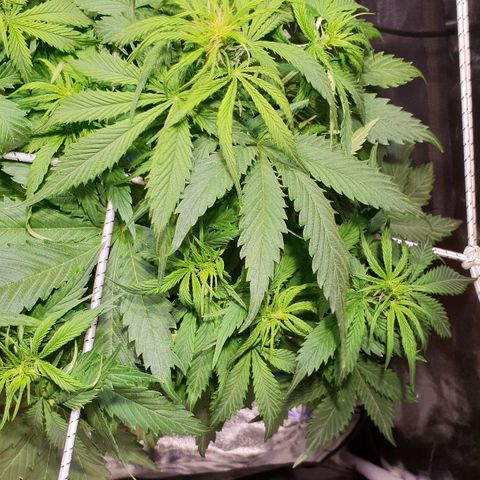 Super skunk #2 growlog timeline photo