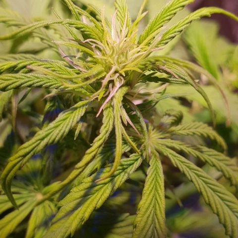 Super skunk #2 growlog timeline photo
