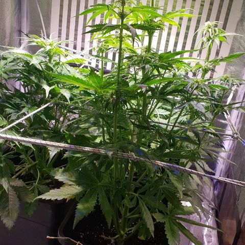 Master Kush Automatic #1 growlog timeline photo