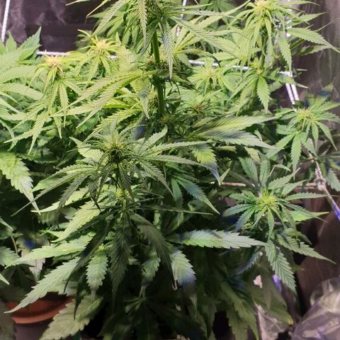 Master Kush Automatic #1 growlog timeline photo