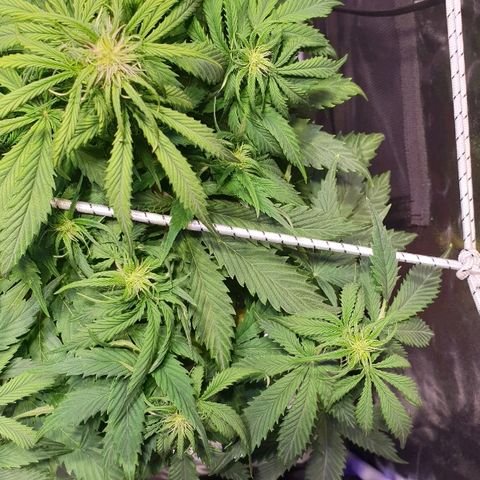 Super skunk #2 growlog timeline photo