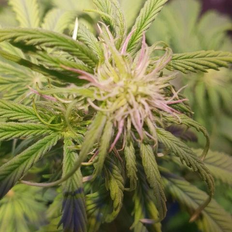 Super skunk #2 growlog timeline photo
