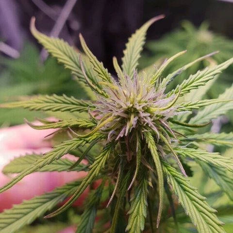 Master Kush Automatic #1 growlog timeline photo