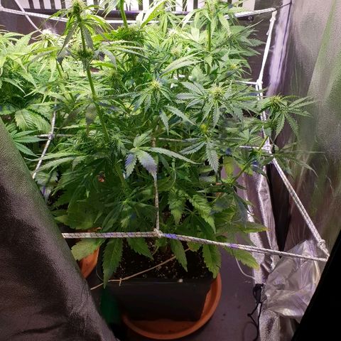 Master Kush Automatic #1 growlog timeline photo