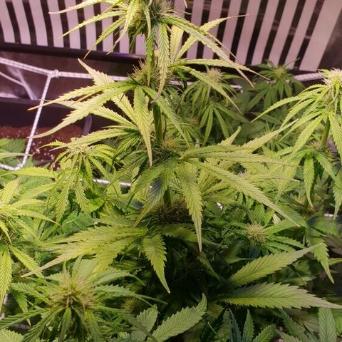 Master Kush Automatic #1 growlog timeline photo