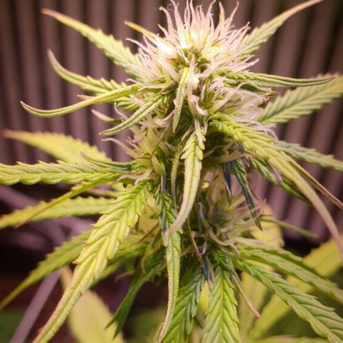 Master Kush Automatic #1 growlog timeline photo