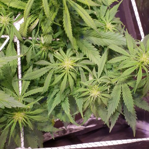 Super skunk #2 growlog timeline photo