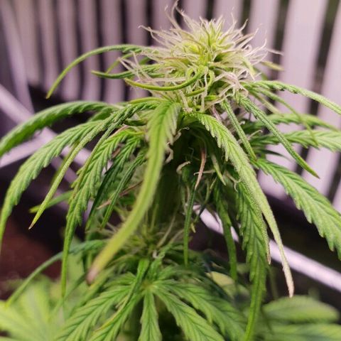 Super skunk #2 growlog timeline photo