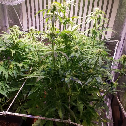 Master Kush Automatic #1 growlog timeline photo