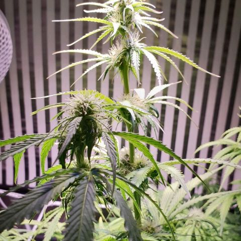 Master Kush Automatic #1 growlog timeline photo