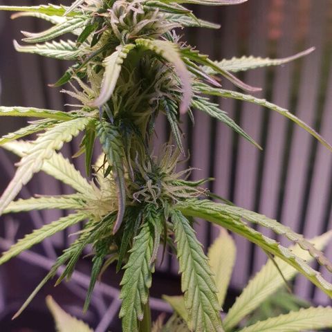 Master Kush Automatic #1 growlog timeline photo
