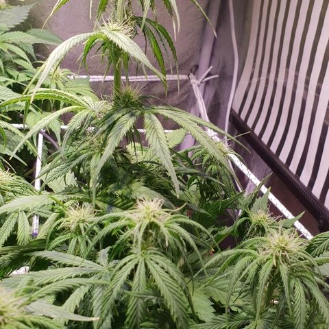 Super skunk #2 growlog timeline photo