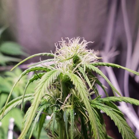 Super skunk #2 growlog timeline photo