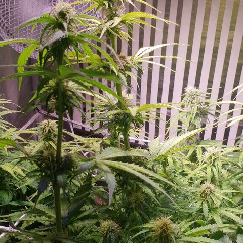Master Kush Automatic #1 growlog timeline photo