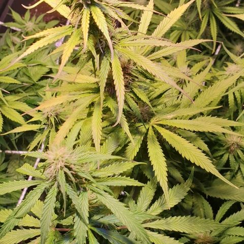 Master Kush Automatic #1 growlog timeline photo
