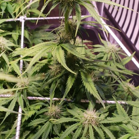 Super skunk #2 growlog timeline photo