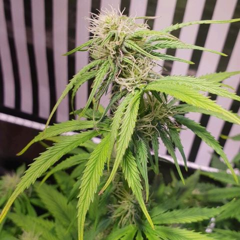 Super skunk #2 growlog timeline photo