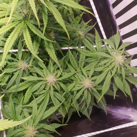 Super skunk #2 growlog timeline photo