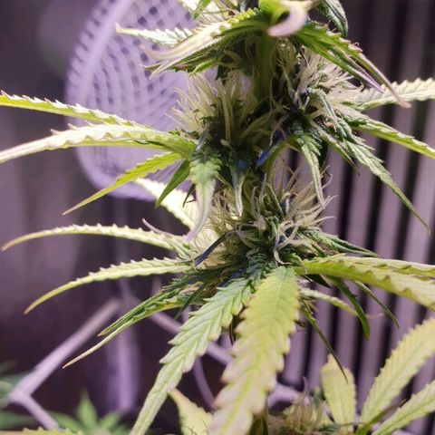 Master Kush Automatic #1 growlog timeline photo