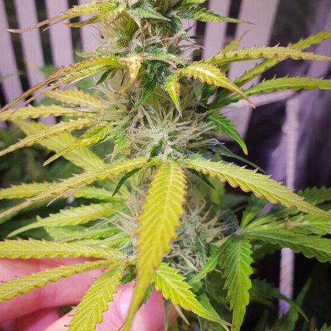 Master Kush Automatic #1 growlog timeline photo