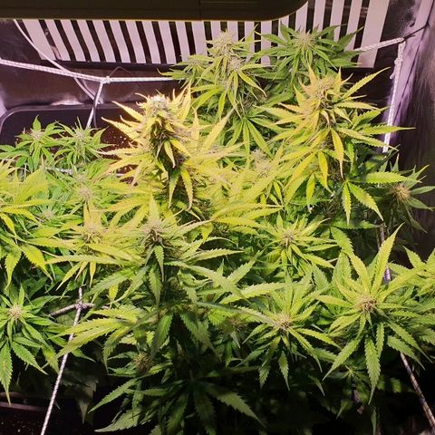 Master Kush Automatic #1 growlog timeline photo