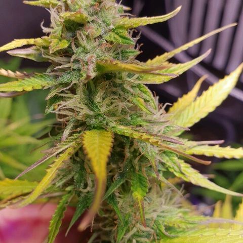 Master Kush Automatic #1 growlog timeline photo
