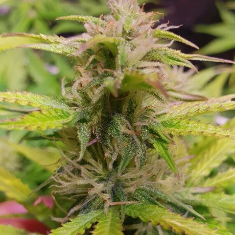 Super skunk #2 growlog timeline photo