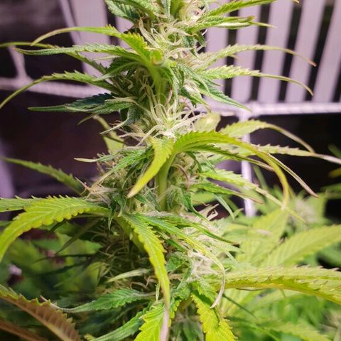 Super skunk #2 growlog timeline photo