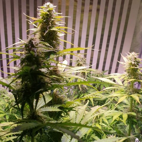 Master Kush Automatic #1 growlog timeline photo