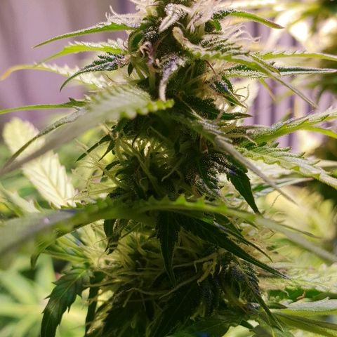 Master Kush Automatic #1 growlog timeline photo