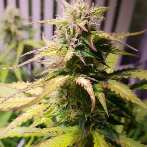 Master Kush Automatic #1 growlog timeline photo