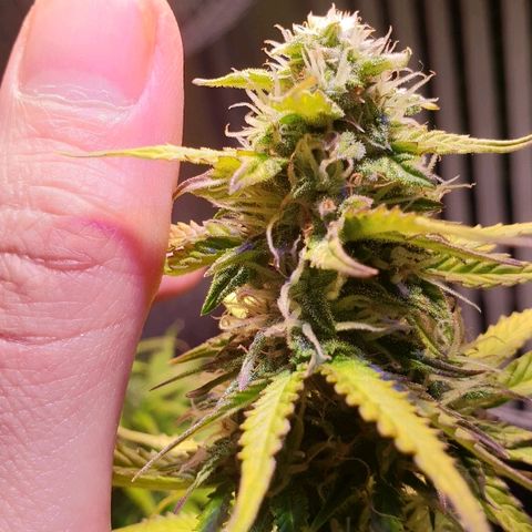 Master Kush Automatic #1 growlog timeline photo