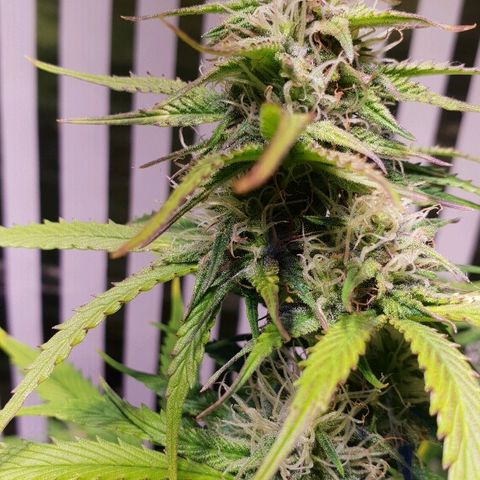 Master Kush Automatic #1 growlog timeline photo