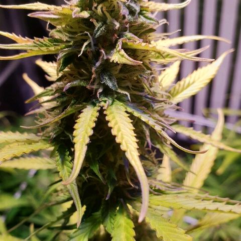 Master Kush Automatic #1 growlog timeline photo