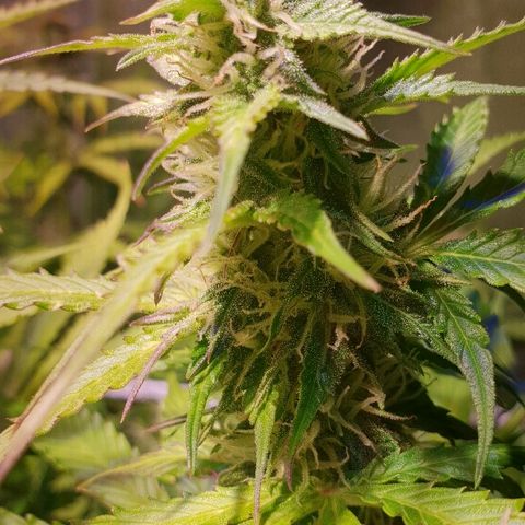 Master Kush Automatic #1 growlog timeline photo