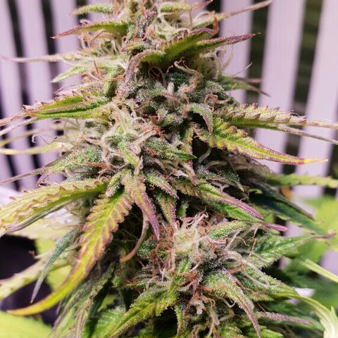 Super skunk #2 growlog timeline photo