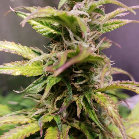 Super skunk #2 growlog timeline photo