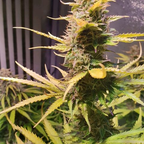 Master Kush Automatic #1 growlog timeline photo