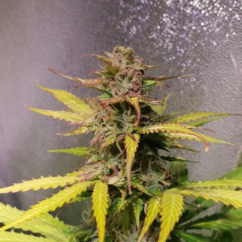 Master Kush Automatic #1 growlog timeline photo