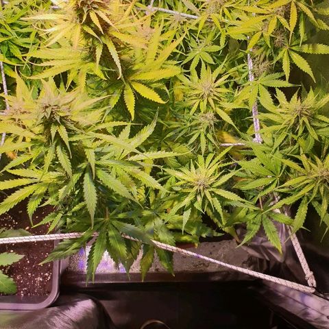 Master Kush Automatic #1 growlog timeline photo